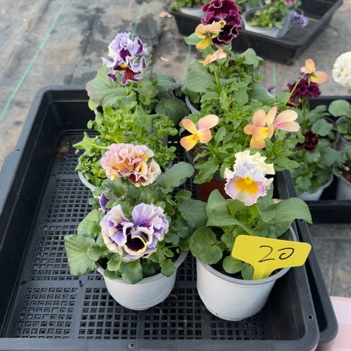 完全开放6盆角瑾20号无售后