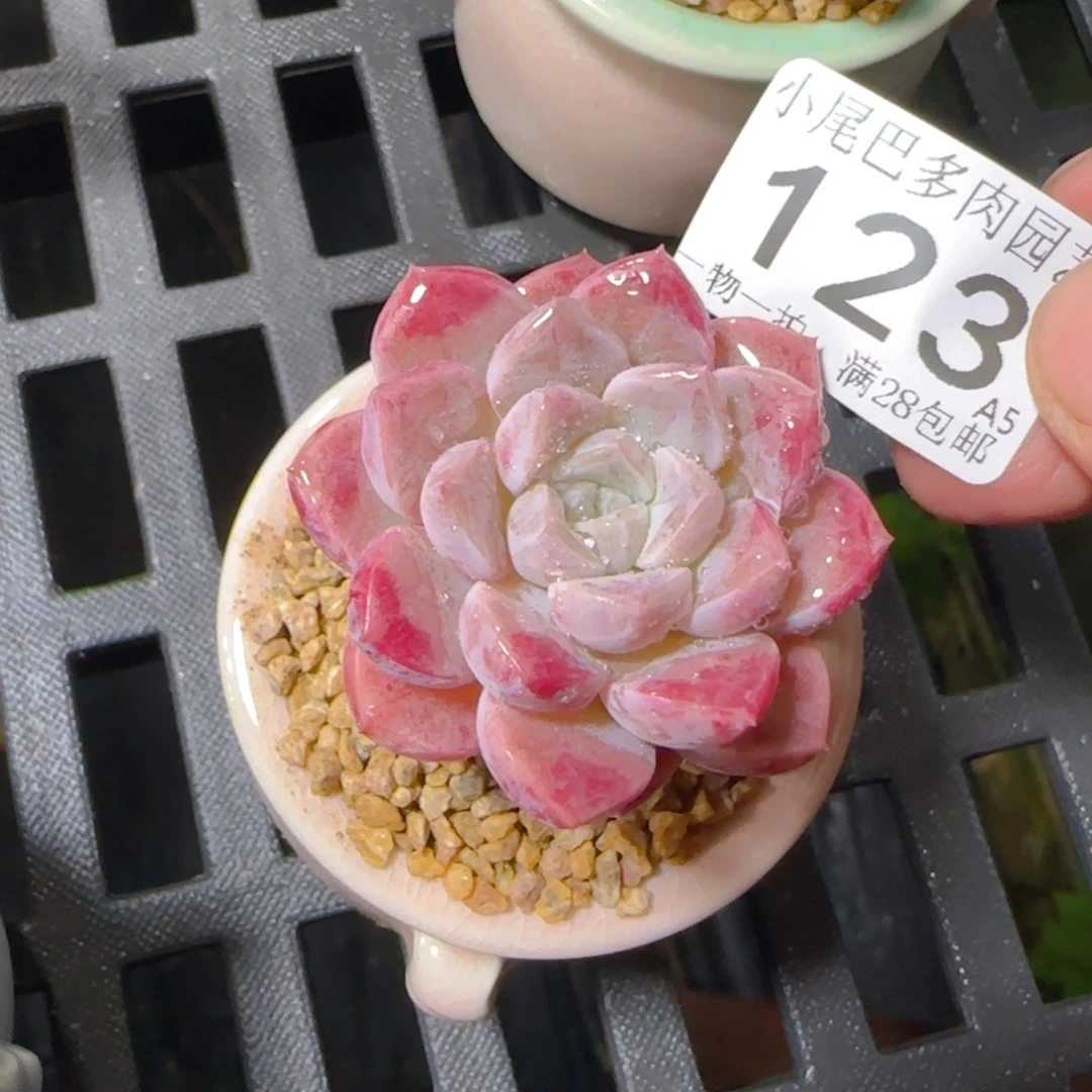 A5小尾巴5CM迷你拇指盆栽精控多肉123
