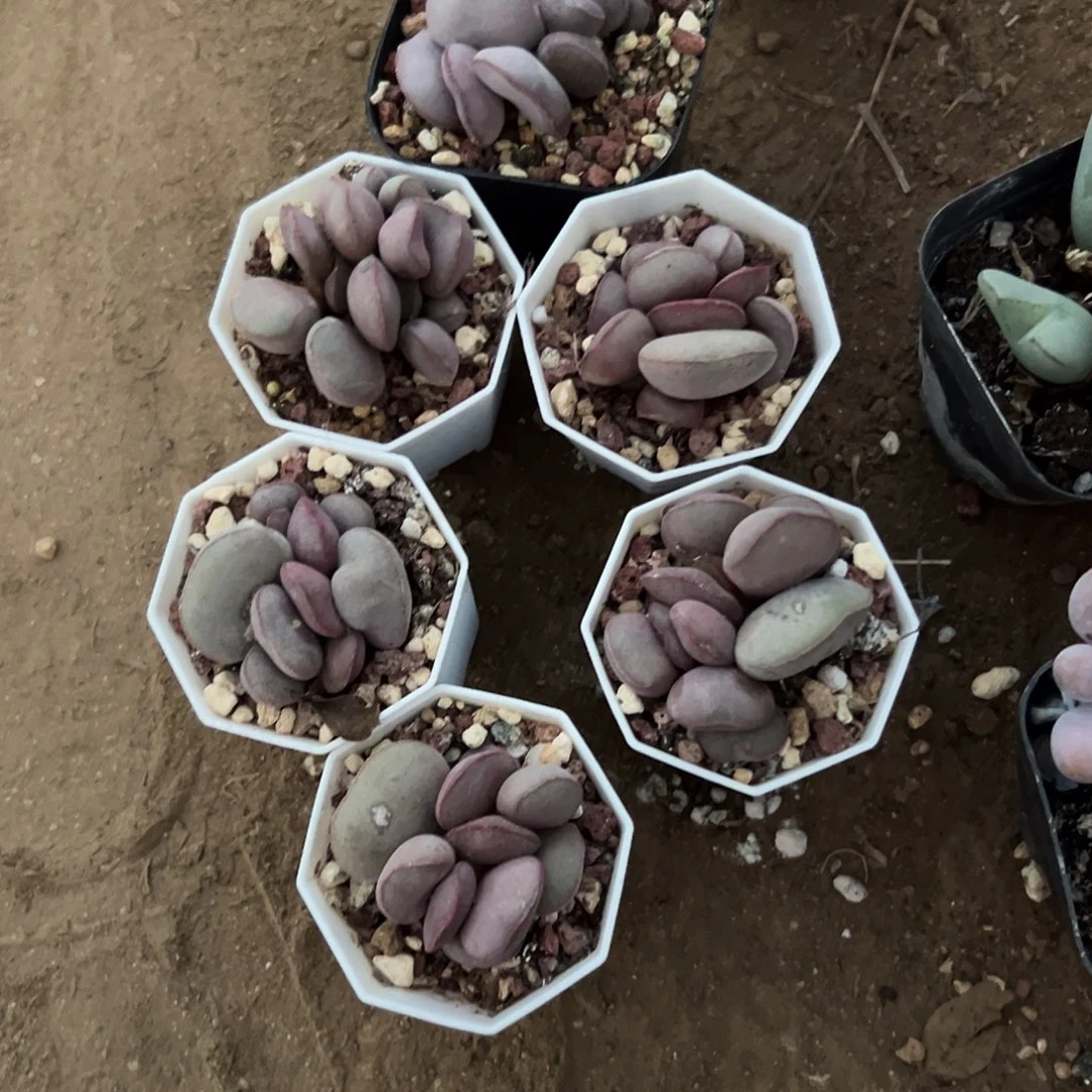 小****多肉植物六颗水泡