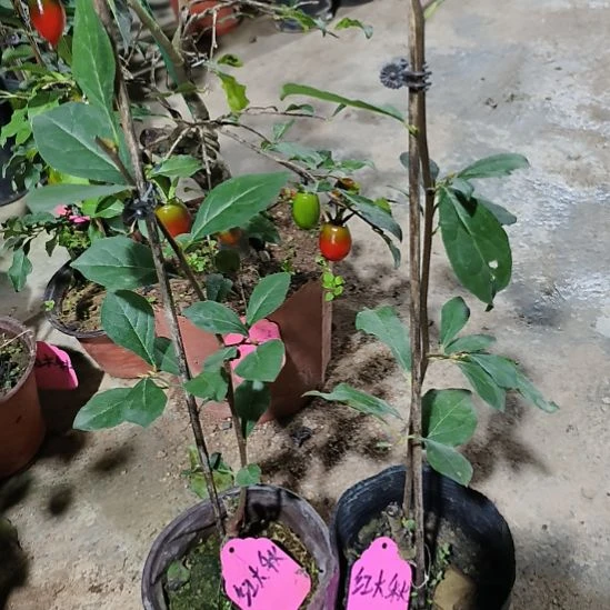无花朵红大秋嫁接苗