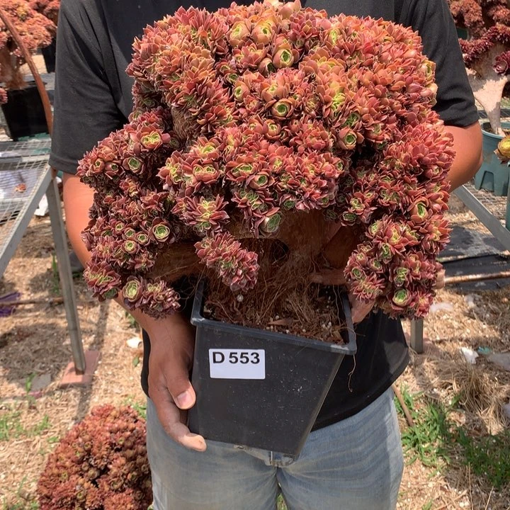 553号玫瑰朵朵脱土发货啊