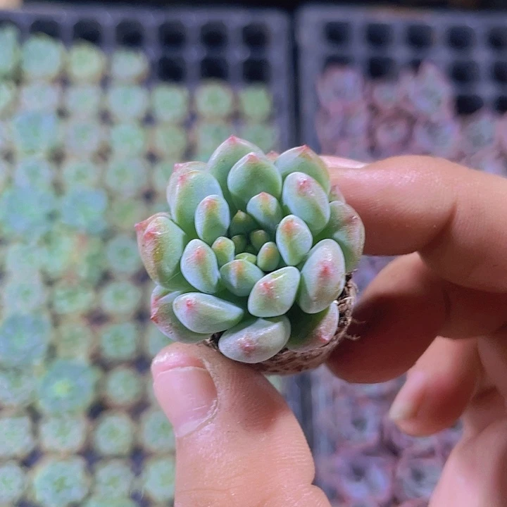 蓝苹果精品多肉量拍