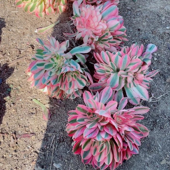 粉女巫捧花地里发货