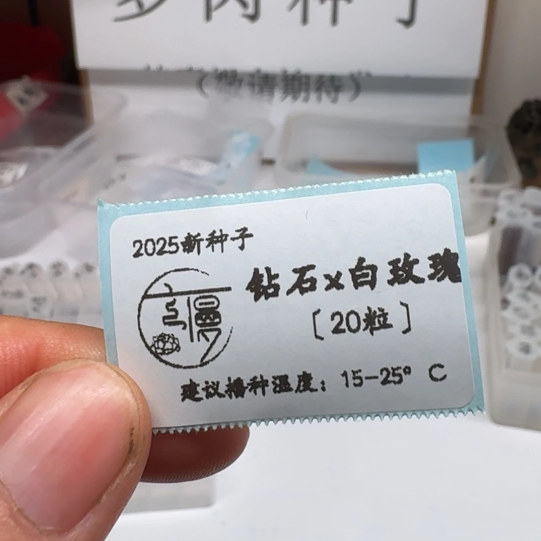 如图云慢2025钻石x白玫瑰种子20粒不包出芽率