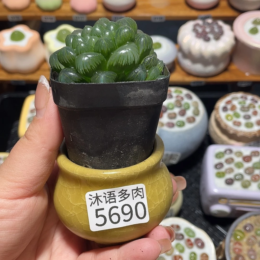 *****带盆土植物 一物一拍5690