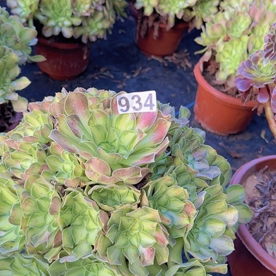 不***续多肉植物一个少华