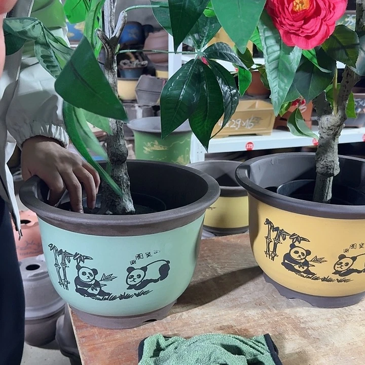 30绿色熊猫平角金钟➕30黄色熊猫平角金钟