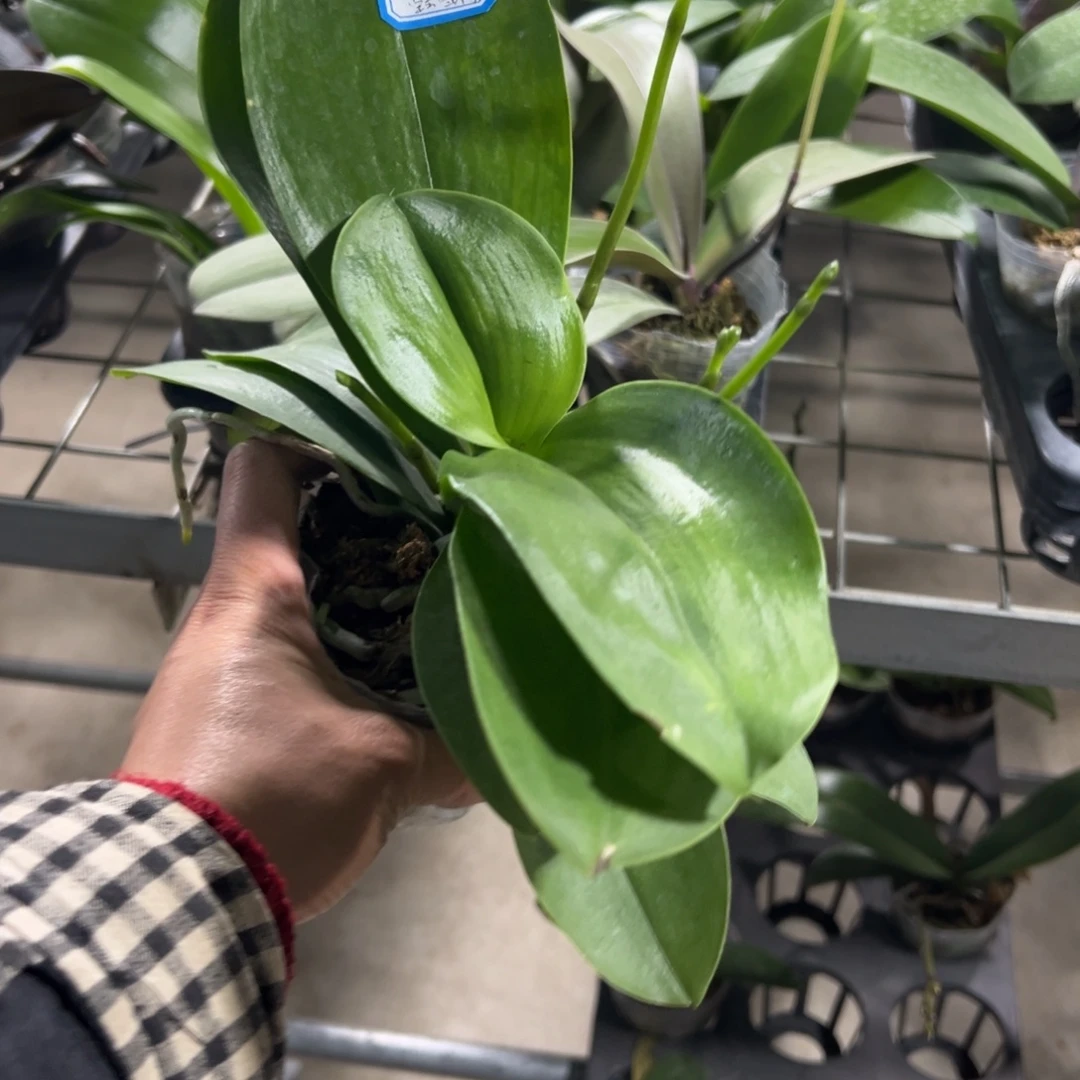 香***饭当前无花栽培后可以开花0172韩国水晶4剑