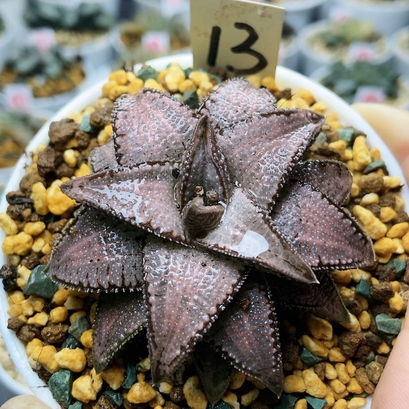 【闪购商品】13银狼蛛