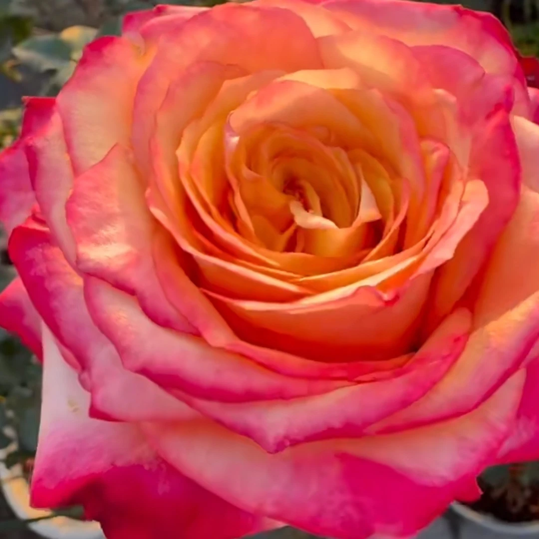 军哥【博格特】大花切花玫瑰花苗