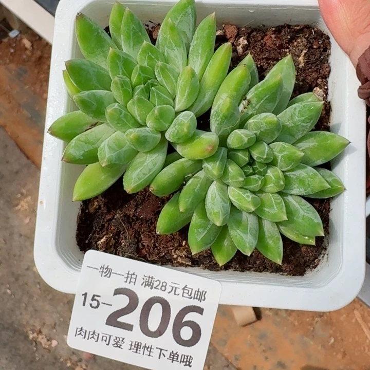 青花瓷无盆土发货多肉多