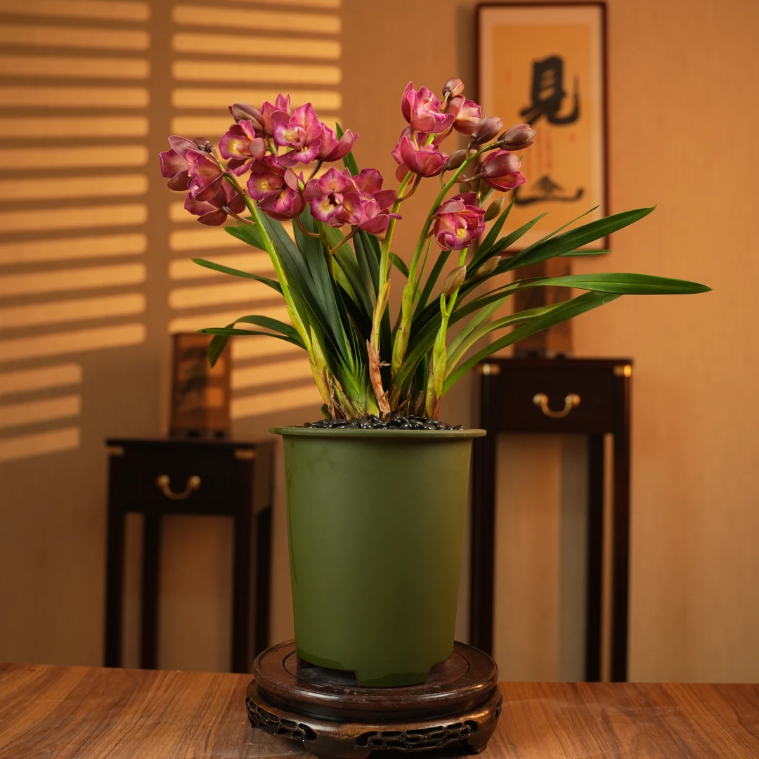 【老种紫玲珑】惠兰室内高端观赏耐寒年宵花客厅办公室四季好养