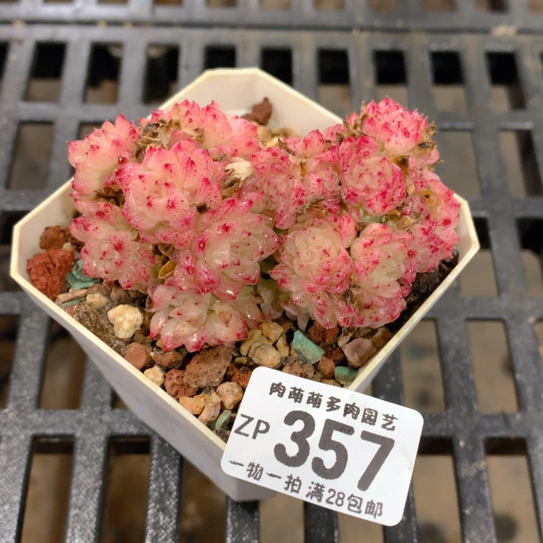 肉萌萌拇指盆精控多肉ZP357