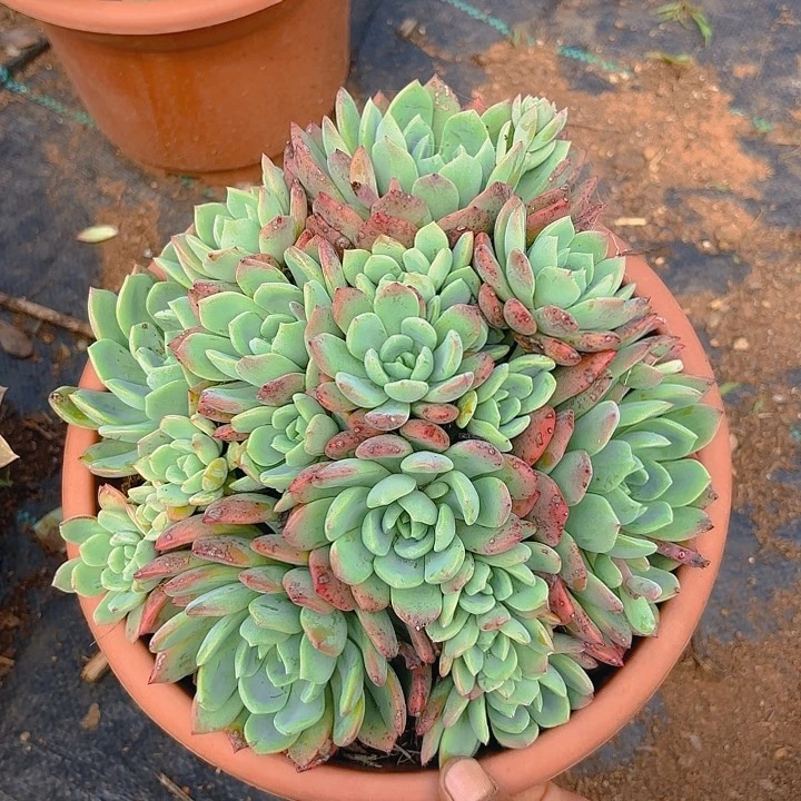 多肉植物。。。。。。。。。。。。。。。