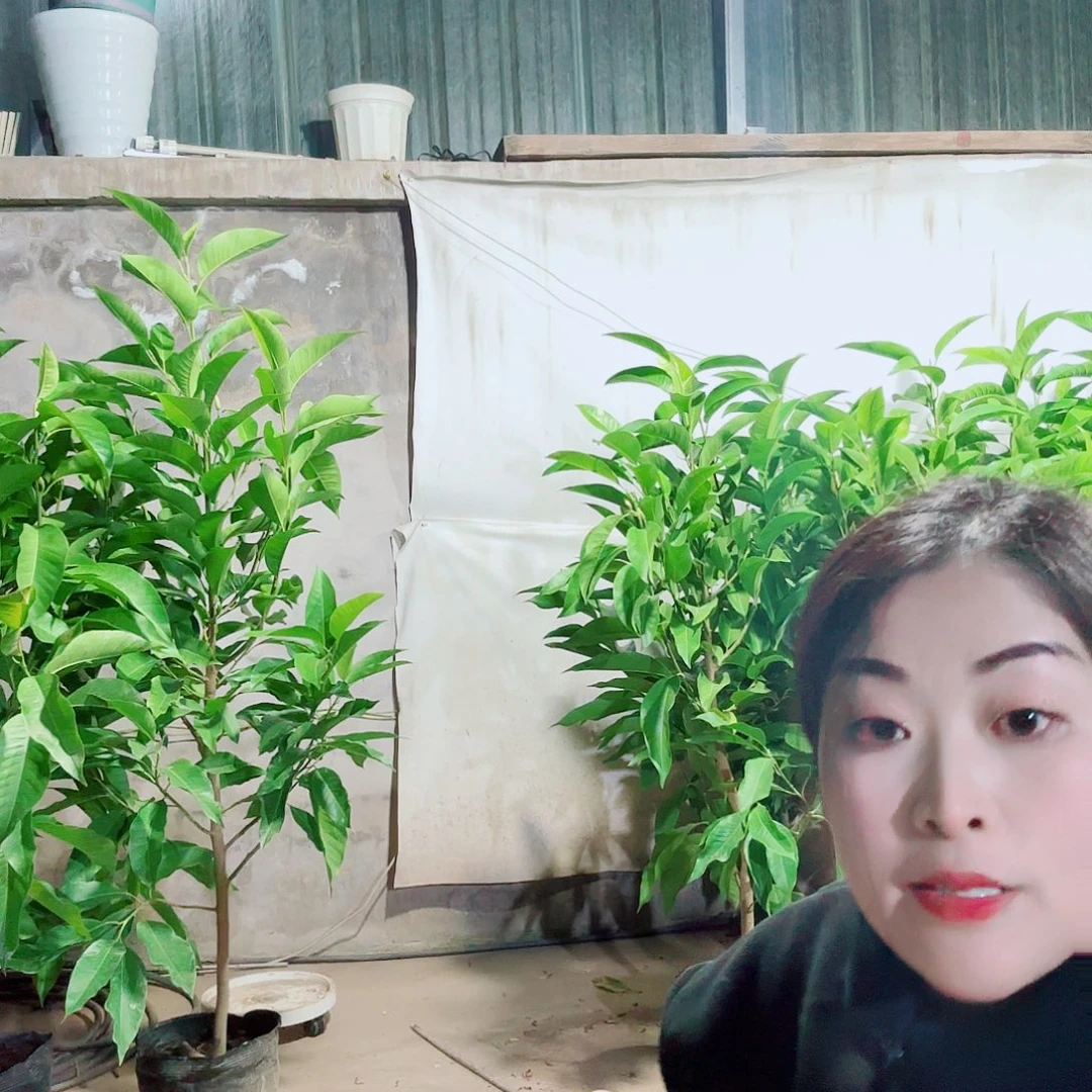 无花朵白兰11111111