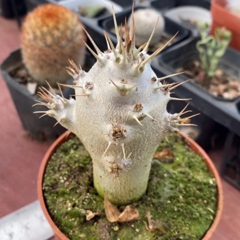 白马城块根4仙人球