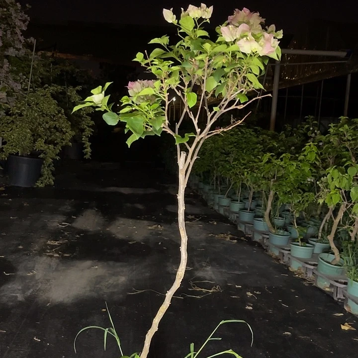 当前无花栽培后可以开花76绿樱