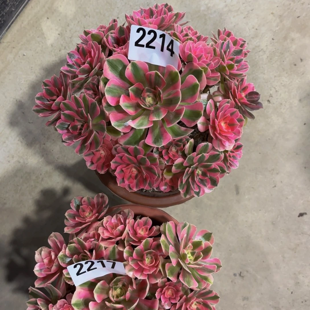 无花朵2214粉女巫111111