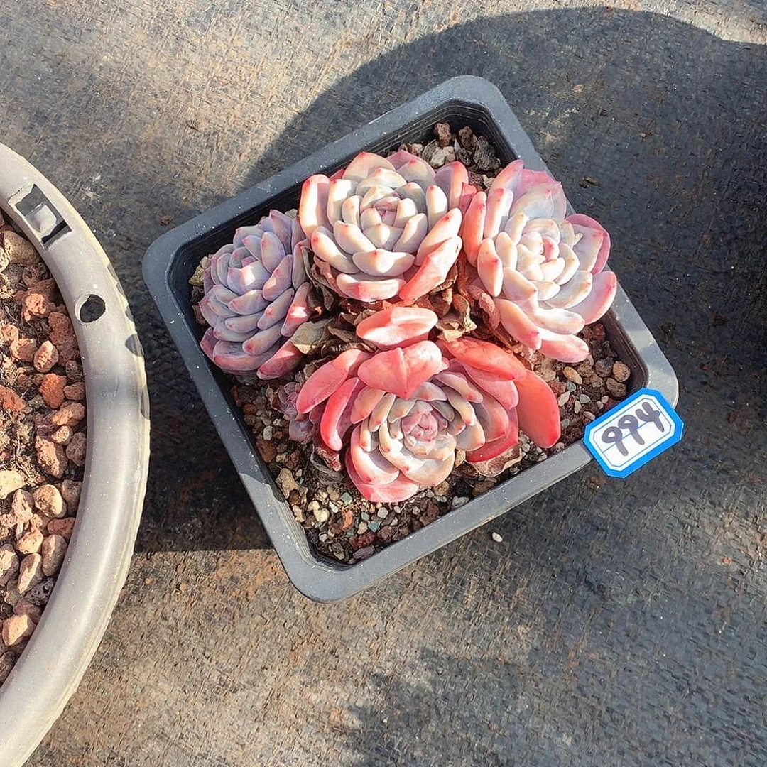 994橙子 一物一拍多肉