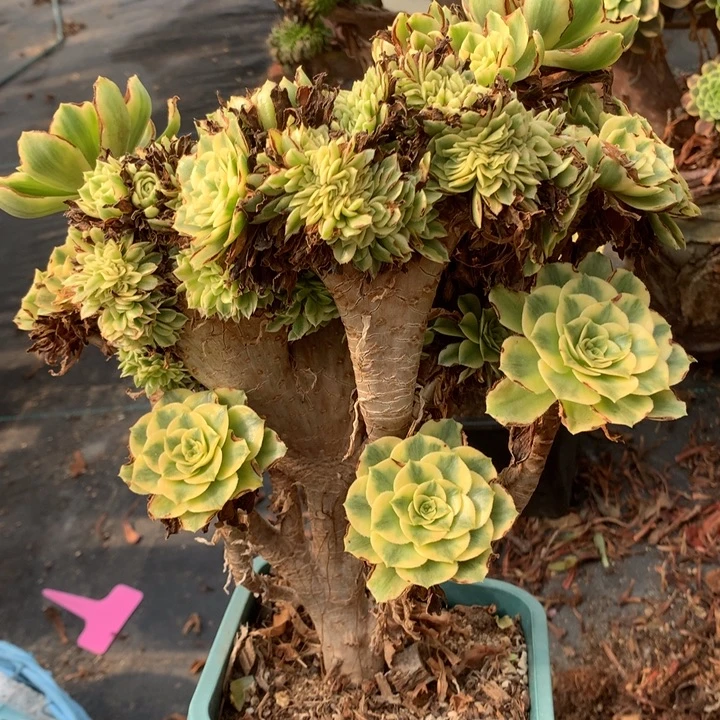 碧玉朵朵脱土发货啊