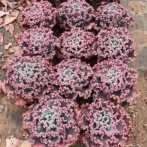 一*海1A 号包菜系列 14棵