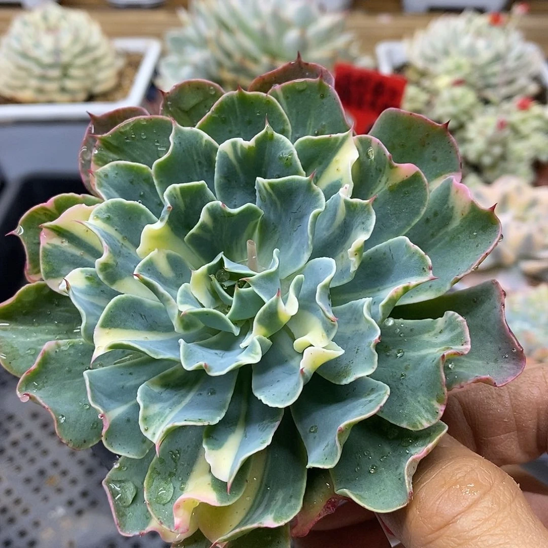 1499 海啸花脸锦