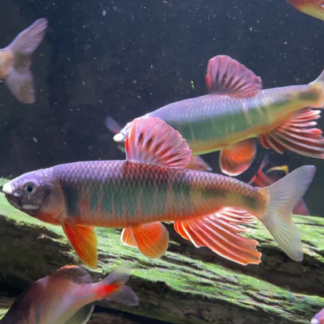 六安宽鳍鱲 原生鱼 冷水鱼 群游不加温 最美宽鳍鱲