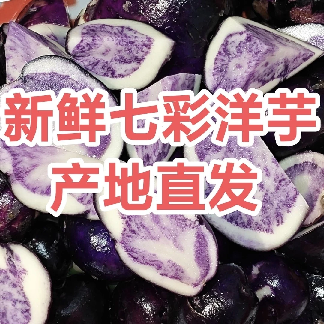 云南红河高原种植大果乌洋芋富含花青素