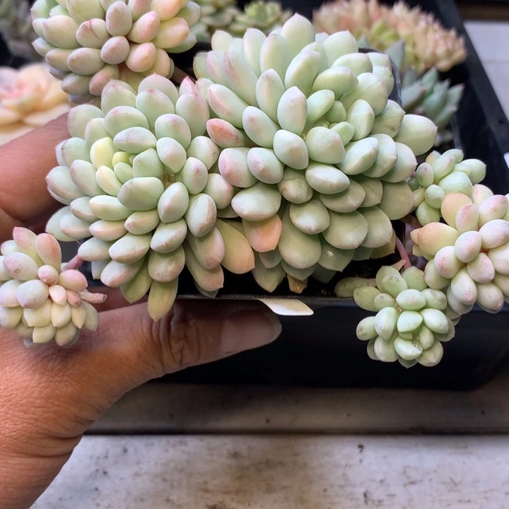 小红蛋锦6头发货脱土