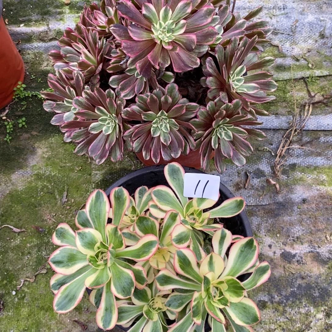 全部花朵多肉植物组合拼盘11