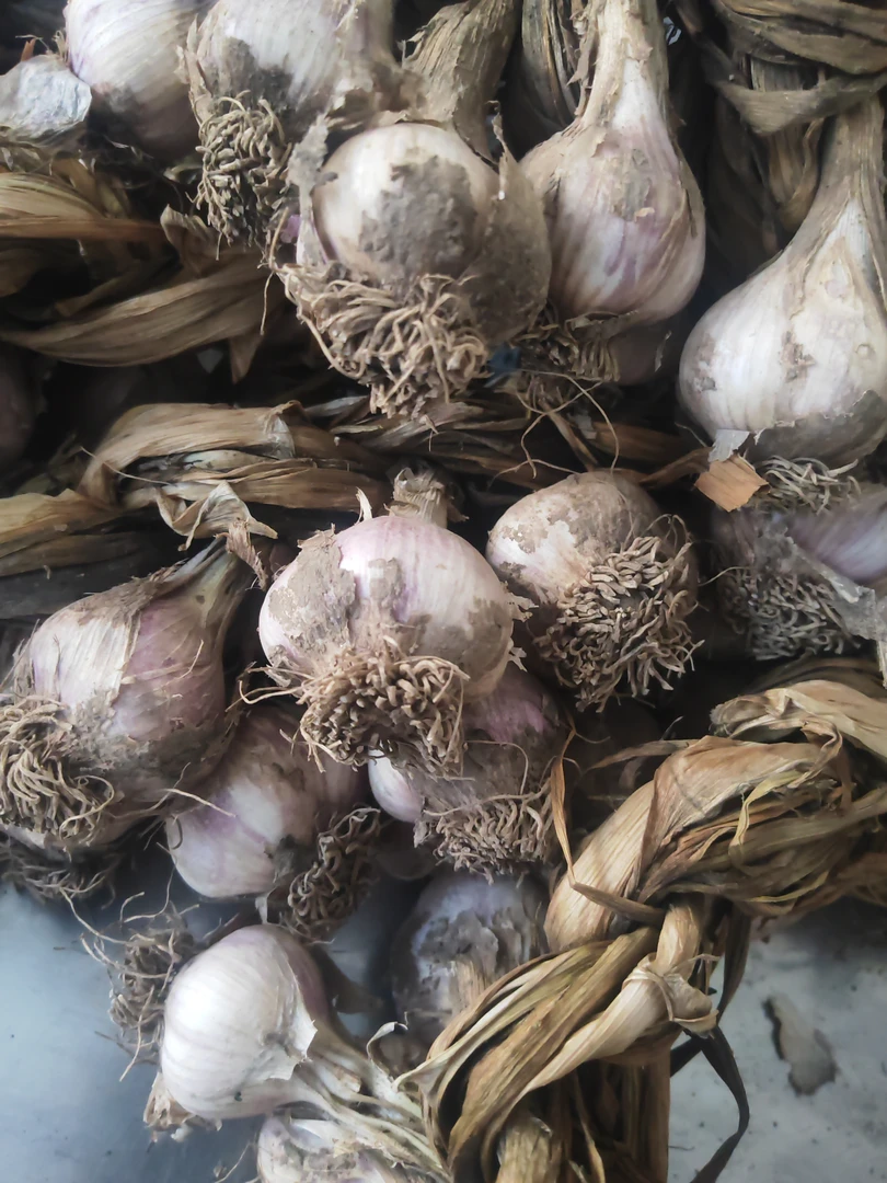 东北农家紫皮四六瓣大蒜带辫发货中大果品质