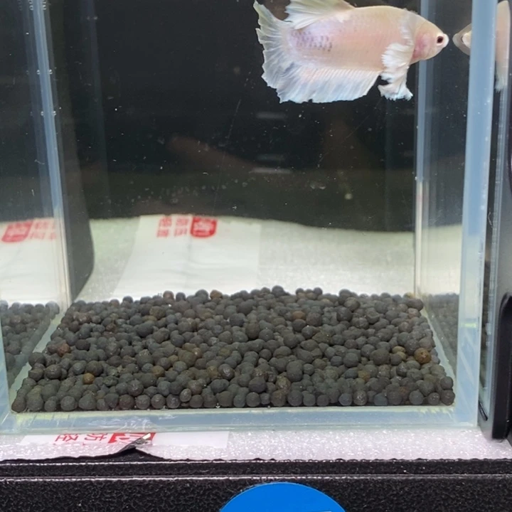 斗鱼泰国斗鱼387号