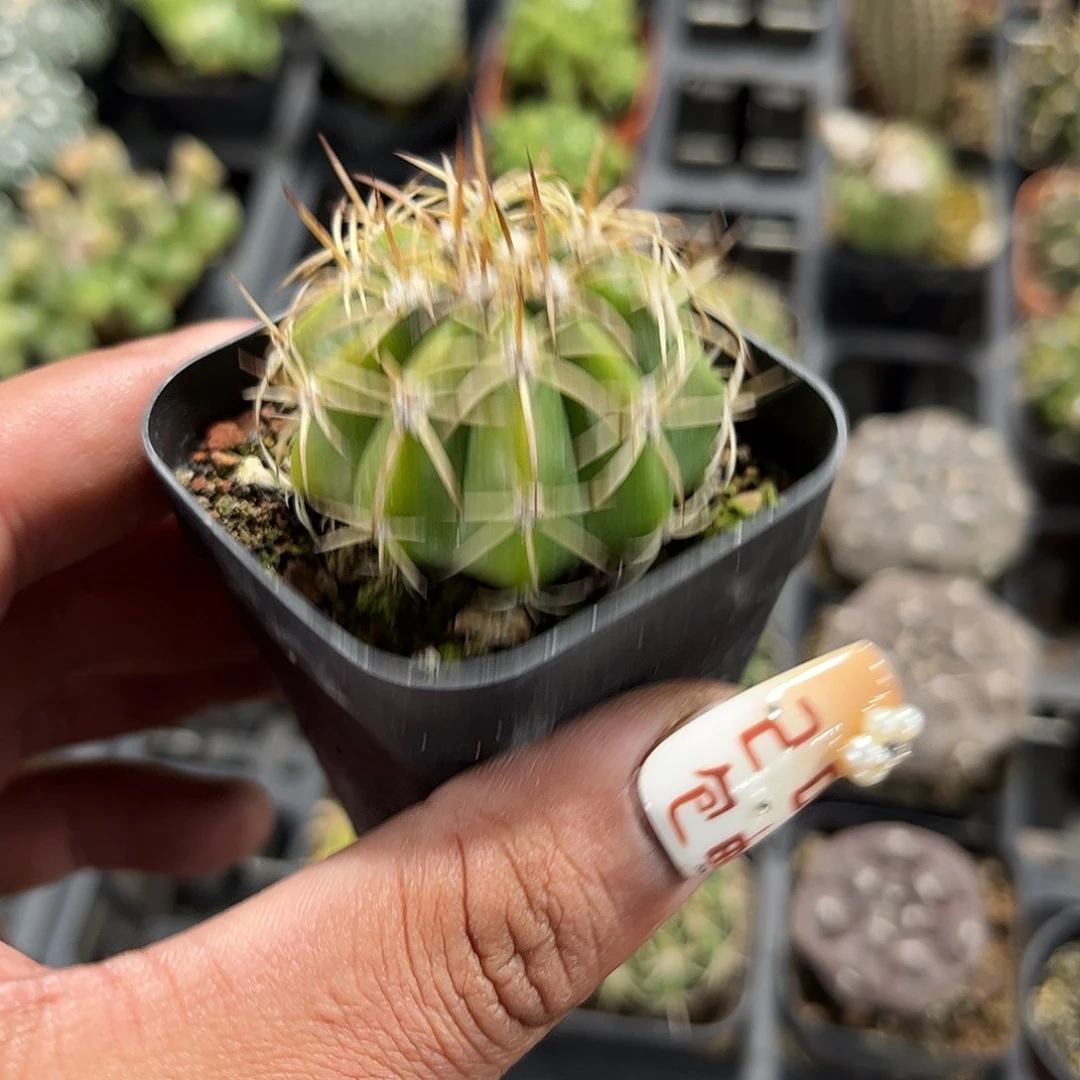 魔云单头发货单头