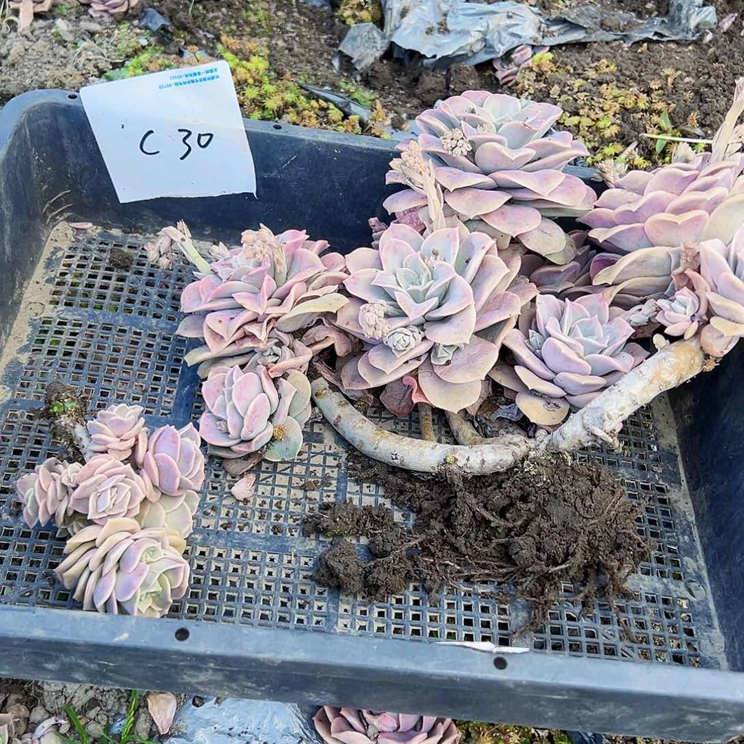 火*可爱玫瑰30号2颗不售后