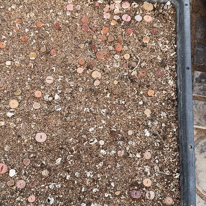 生石花2222222。   11
