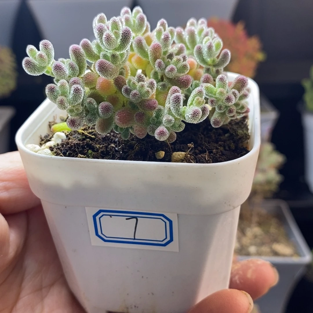 完全开放7号冰晶枝干