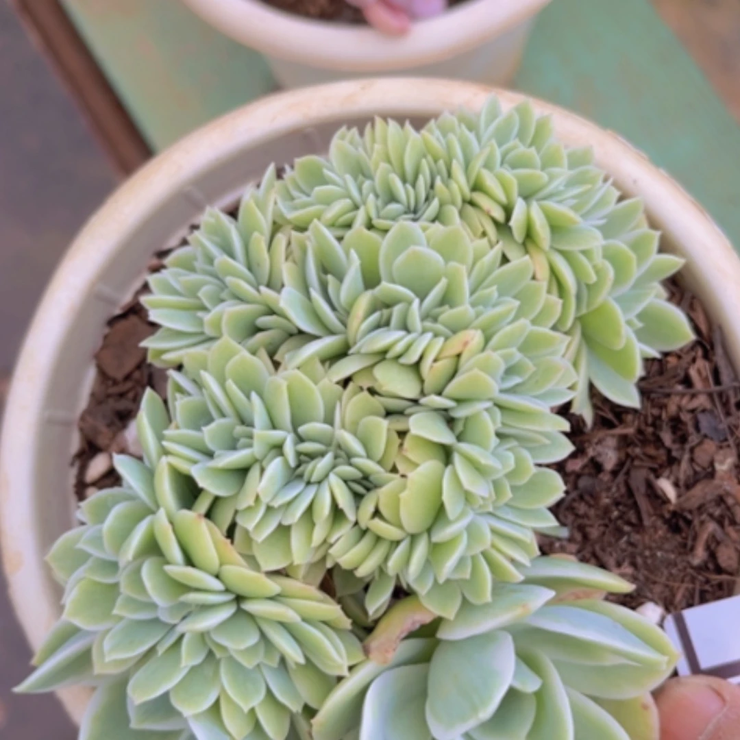 【闪购商品】柠檬玫瑰锦缀2583