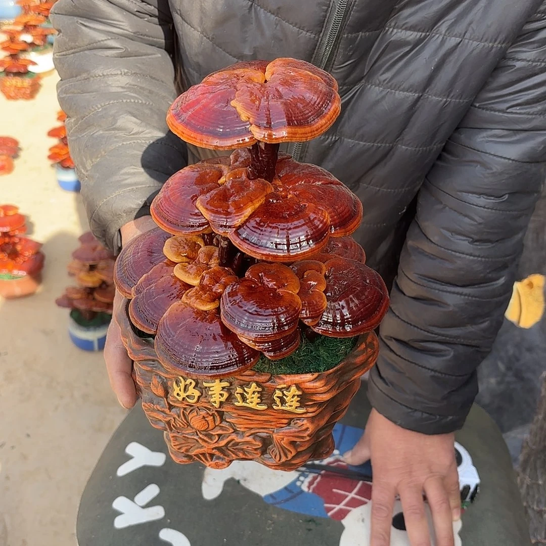 无花朵灵芝12345678899