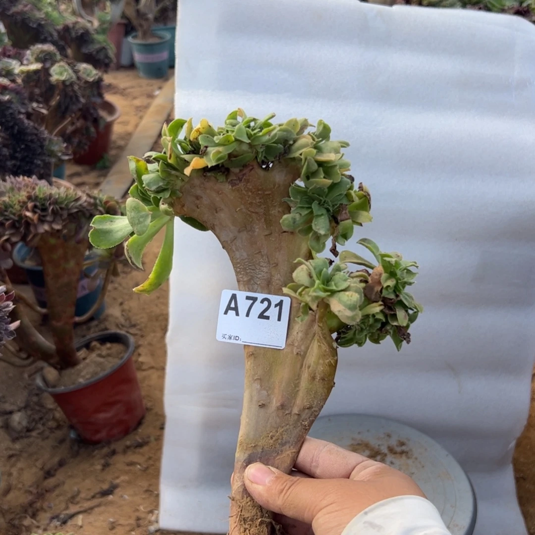 有伤小叶721满28包邮