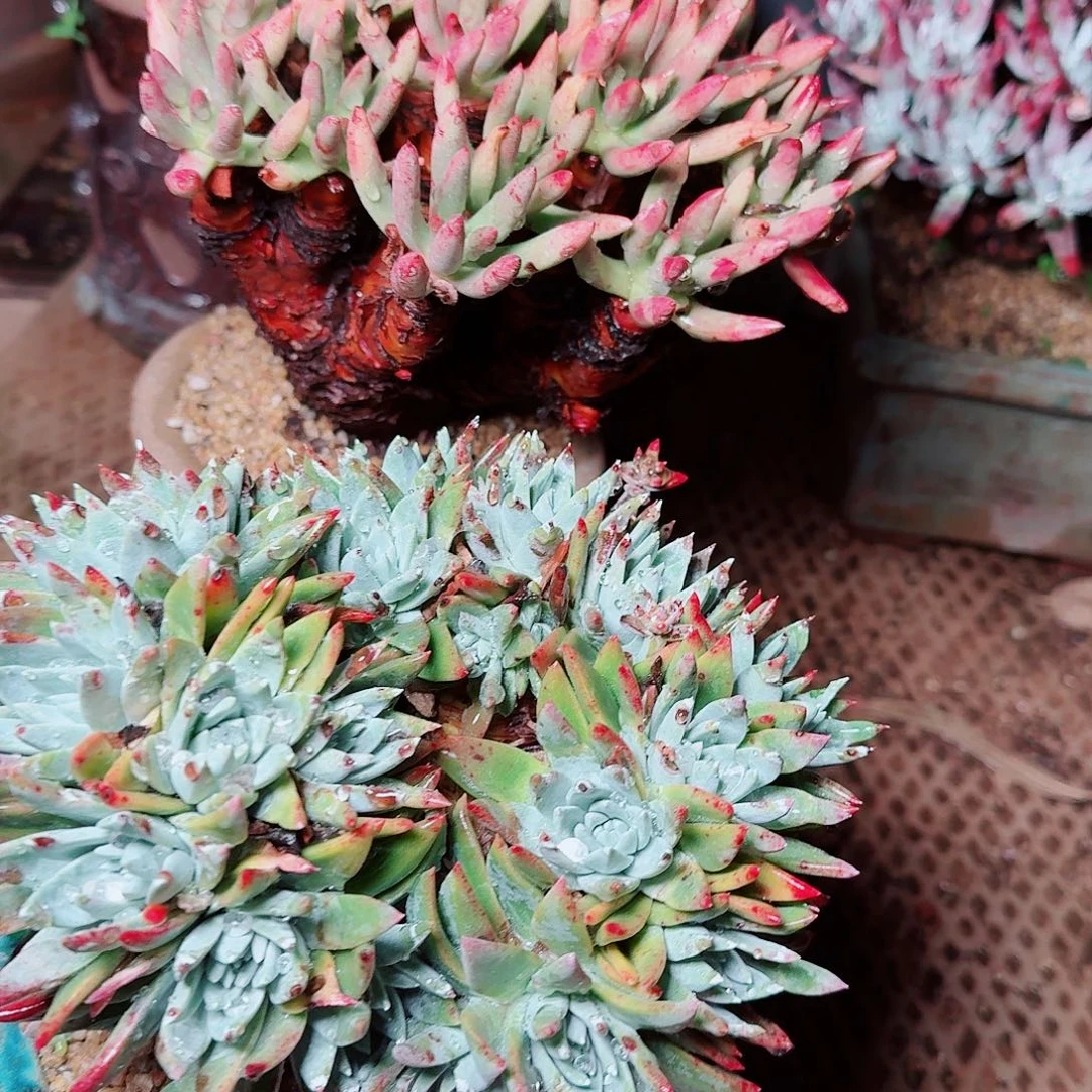 6644两颗仙女杯多肉