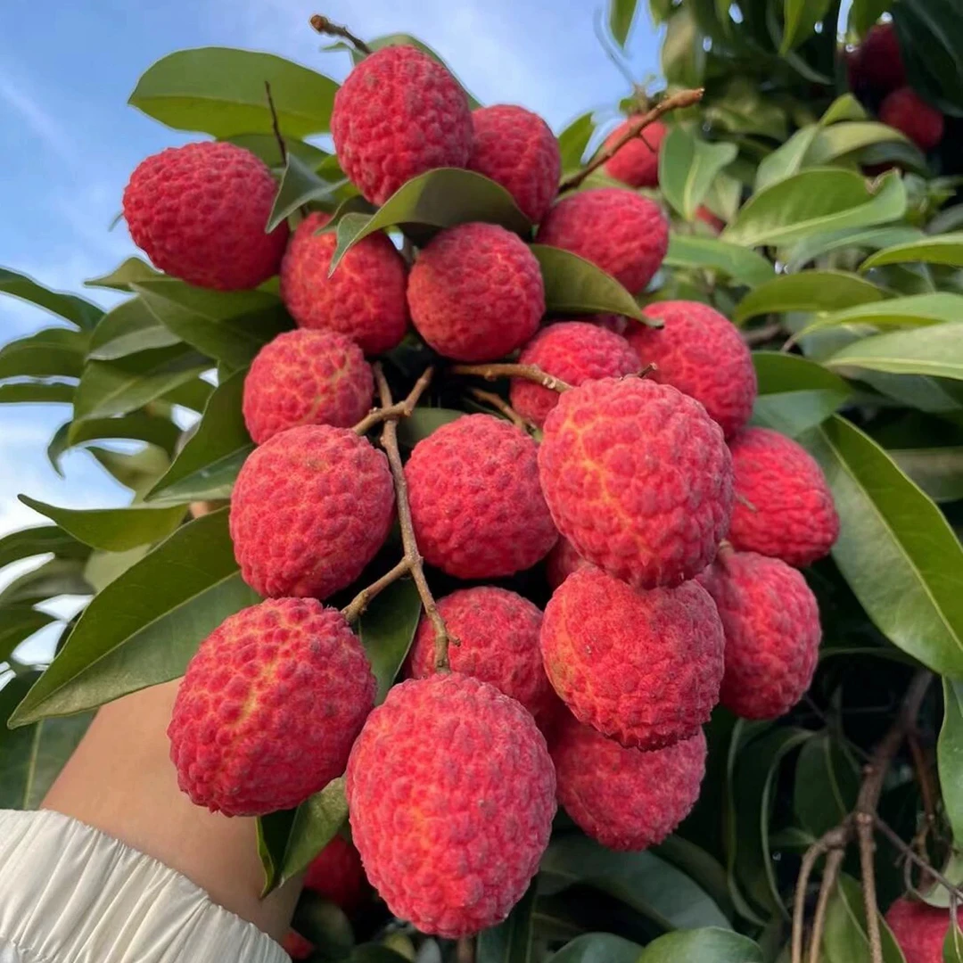 【5斤中大果】增城仙村仙进奉荔枝进奉荔枝基岗仙进奉荔枝新鲜采摘