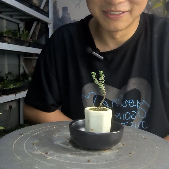 艳*儿中青园艺一物一拍170