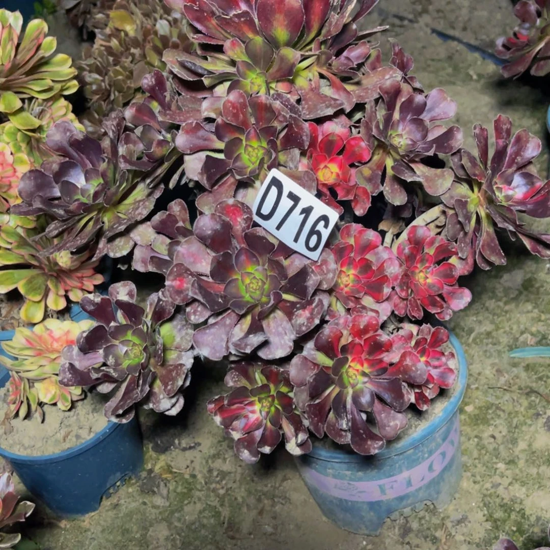 花蝴蝶法师28////35包邮