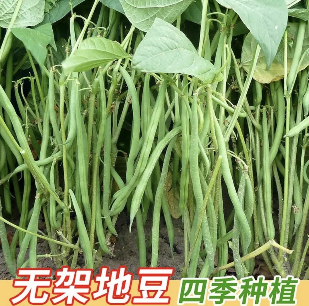 【无架四季豆种子】家庭阳台小院盆栽地栽蔬菜四季种植蔬菜种子豆角