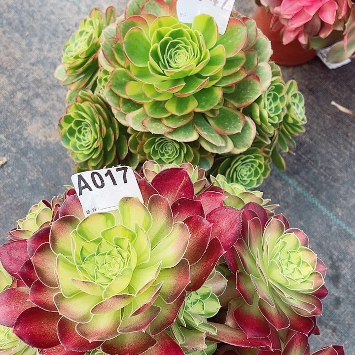 奶白747韶华有断指017