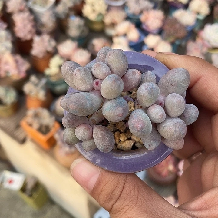 奶尖 带盆发货 4口盆