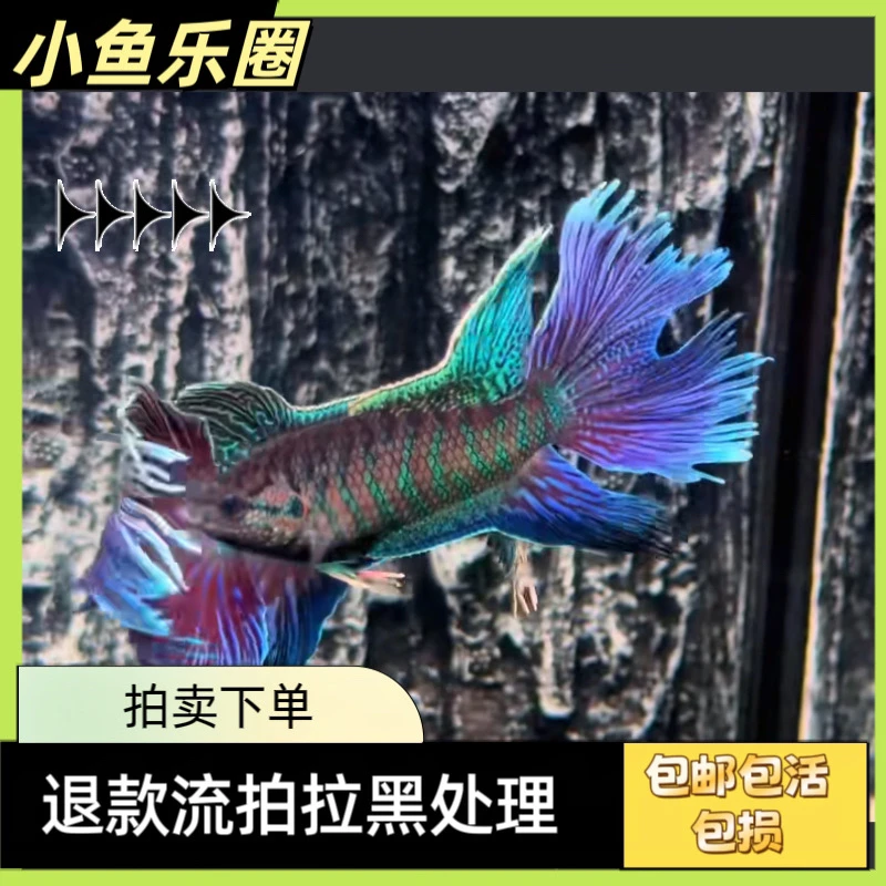 【小鱼乐圈直播间专用】