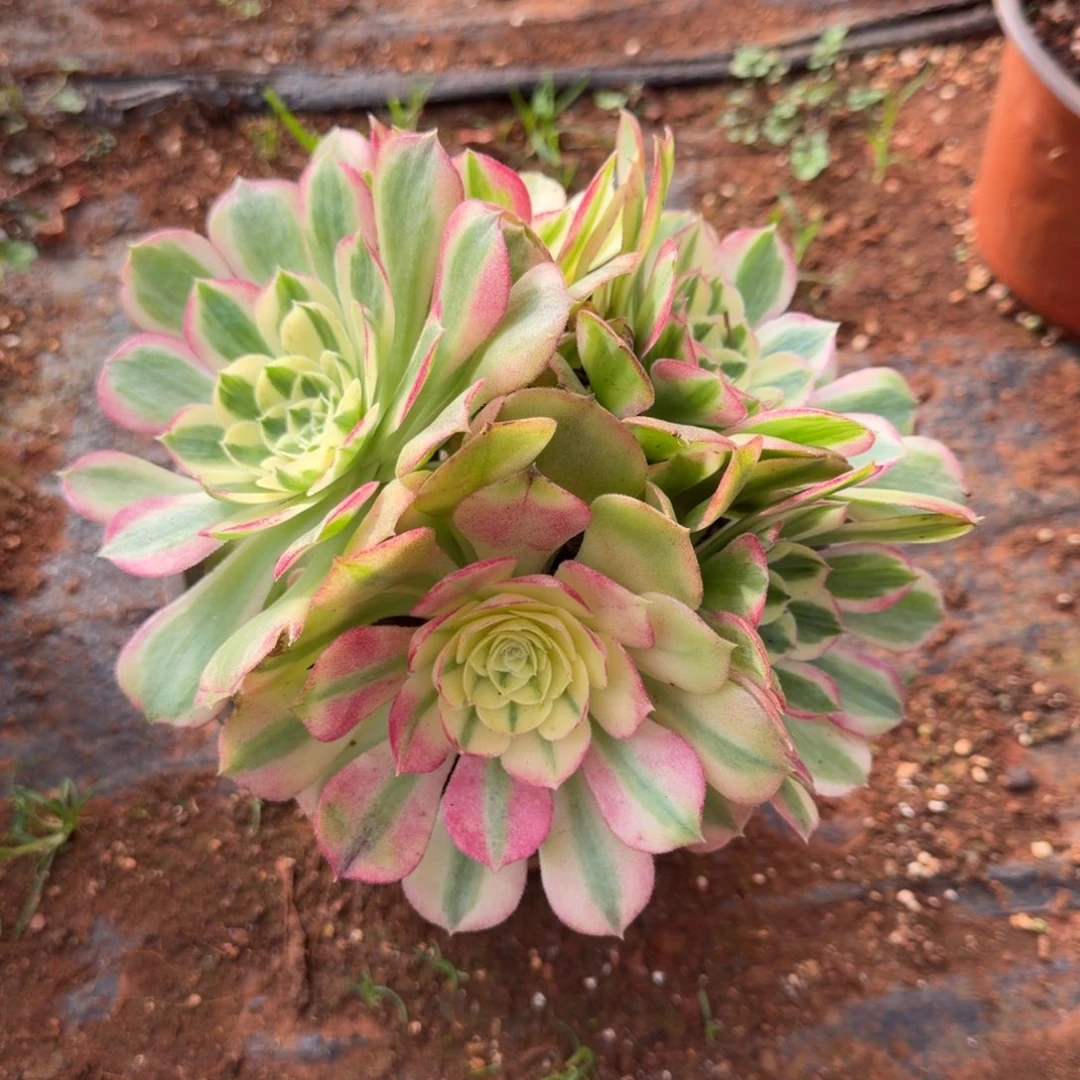 玉资多肉植物法师