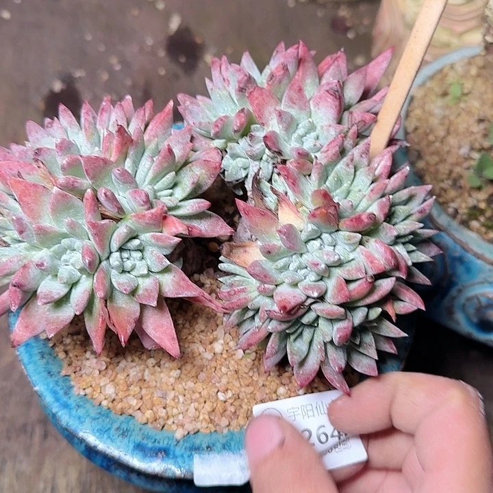 2648刘丹白菊多肉