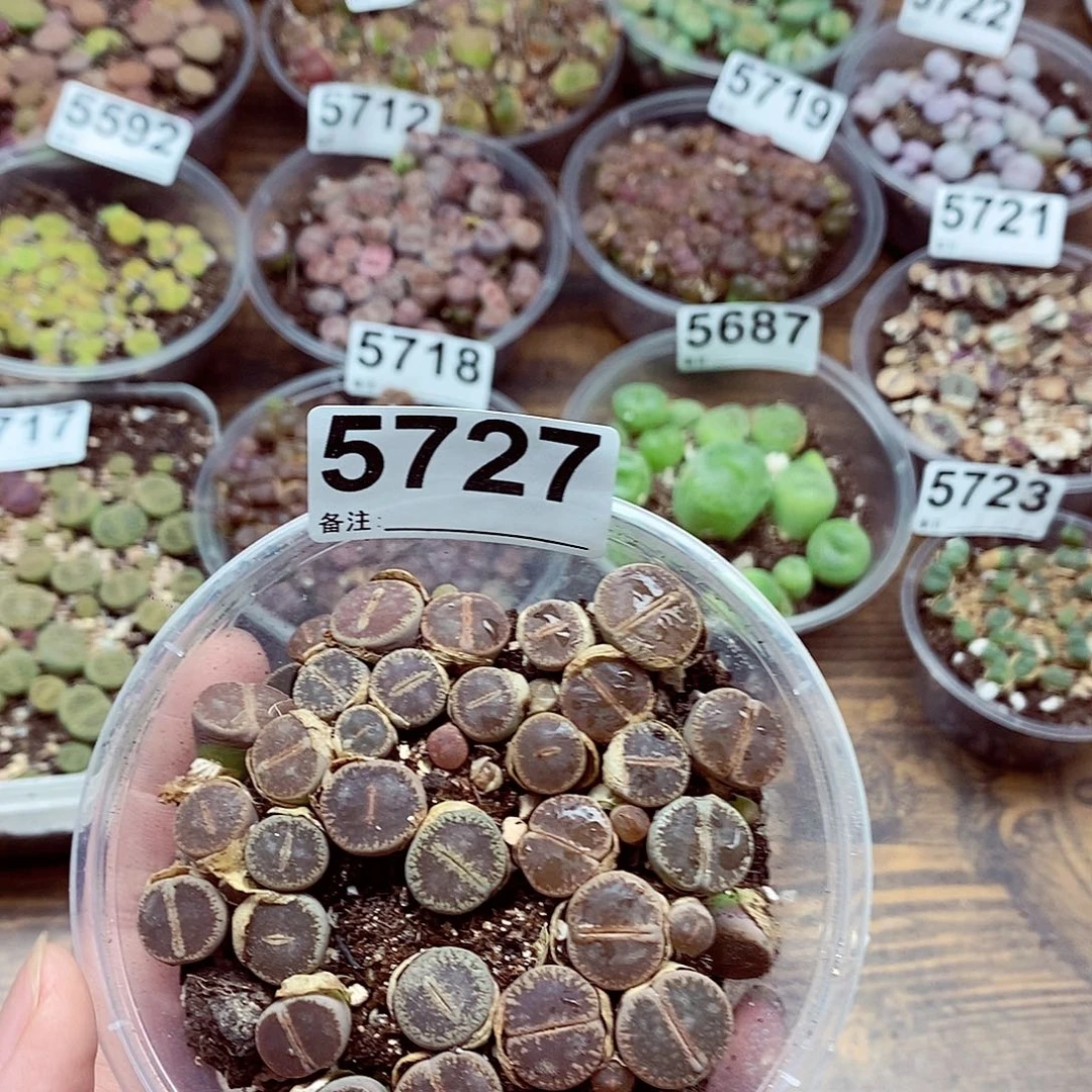 5727和田玉啦啊啦啦